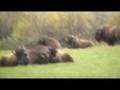 Montana and Wyoming Wild Life