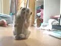 Adorable Loris Adorable Loris