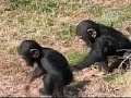 Mono travieso lanza al agua a su hermanito