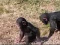 Baby monkey pushes brother into water Baby monkey pushes brother into water