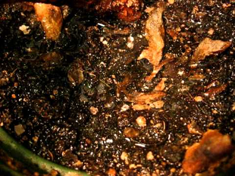 how to eliminate psocids