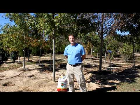 how to fertilize shade trees