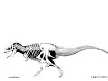 T REX skeleton with muscle overlay T REX skeleton with muscle overlay