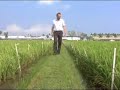Hybrid Rice Research and Development Consortium Hybrid Rice Research and Development Consortium