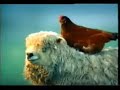 Waitrose ad with chickens