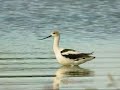 American Avocet @ Pt. Mouillee SGA