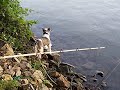 Fisherman Dog!
