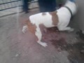 terrye red nose pit bull