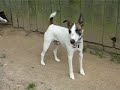 かわいい犬動画