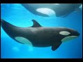 Endangered Species Endangered Species