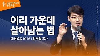 (분당채플) 이리 가운데 살아남는 법