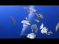 Coral grand Divers, Koh Tao, Openwater Dive 3
