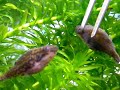 Red tail Red eyes Puffer