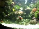 Marine Fish Tank