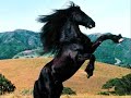 Status Quo – Twenty wild horses