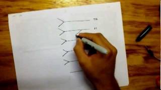 Drawing Lumbar Plexus - easy
