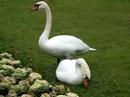 Swan 1