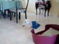 My-dog