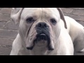 &iexcl;Perros en Amor!