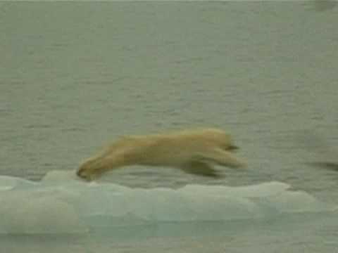 Osos polares, otros animales amenazados en Noruega 0 Osos polares, otros animales amenazados en Noruega
