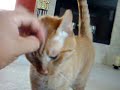 cat cat