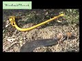 Hedge Laying