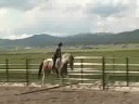 My horses-SHAKE IT!