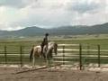 My horses-SHAKE IT!