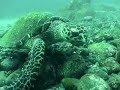 scuba with turtle