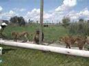 sako in the zoo