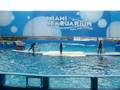 videos de show da baleia orka