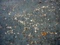 videos de Ants attack CHEESE!!
