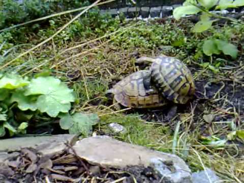 gamisi - afto tha pi peripato......pou tha mou pas re si????xaxaxaxxaaxaxaxaxaxaxaxa.