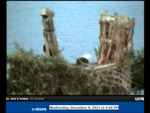 how to turn nest off