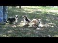 Sidney-Wendy Puppies - Boys