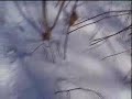 Extreme Snowboarding - Eric King Snowboard