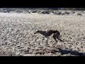 Chas paseando en la playa