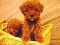 ????? toy poodle