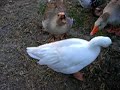 Geese Gone Wild