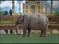 Nossa Língua - Curiosidades - Memória de Elefante