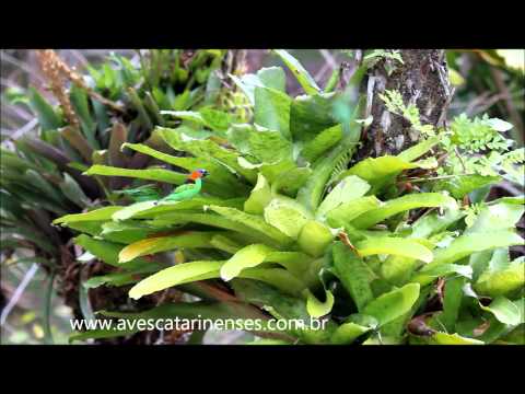 Saíra-lenço - Cristiano Voitina