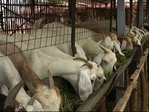 rajasthan goat farming - Sample clip of the documentary on Goat rearing. बकरी का पालन का मादरि भाग http://shramajeevi.com Also visit http://images.shramajeevi.com for agricultural an...
