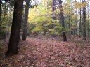 Nature Walk (15th Oct. 2008) 2