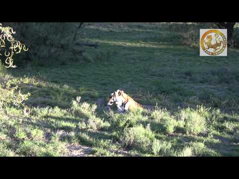 south china tiger