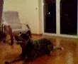 Tasman - ACD making tricks