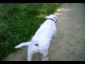 bull terrier v thumpster