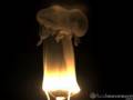 Lightbulb burnout @ 500fps.