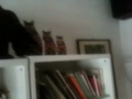 http://t.co/ecjQwQYr In high places #kitten #gatti