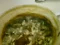 Moldy minging Gravy Moldy minging Gravy