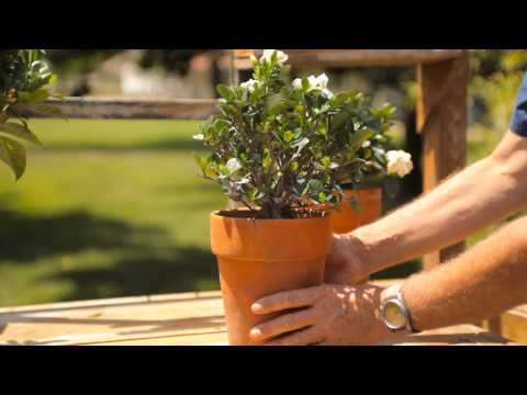 how to replant gardenia